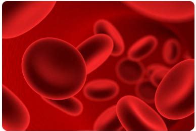 Know your circulatory system - Print