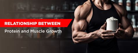Relationship Between Protein and Muscle Growth