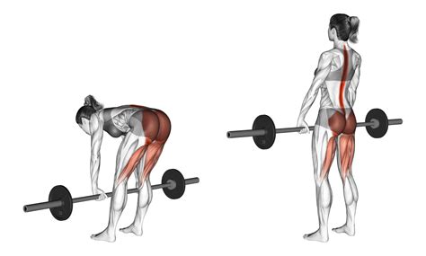 8 Best Types of Deadlift Variations (with Pictures!) - Inspire US