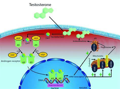 Mechanism of testosterone action. Free testosterone is transported into ...
