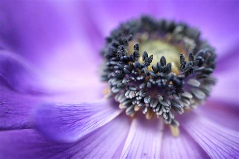 Macro Photography for Beginners - Part 2