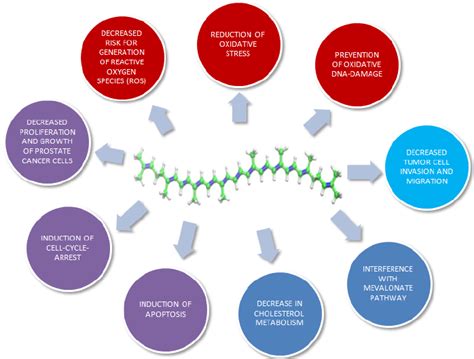 Potential effects of lycopene on prostate cancer cells. | Download Scientific Diagram