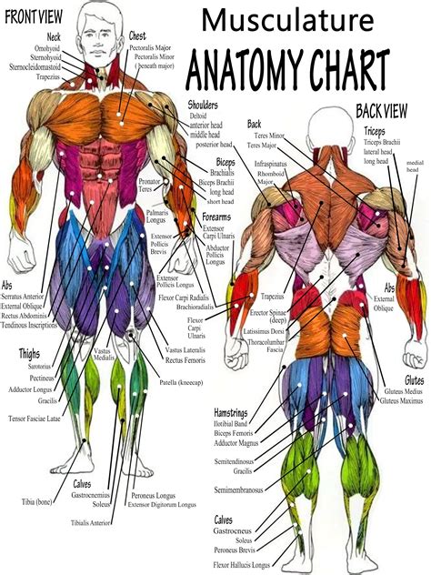 Mark Body Muscle Anatomy Chart Human Anatomy Body Poster - Etsy Australia