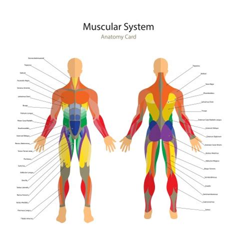Muscles anatomy a human body male muscular Vector Image