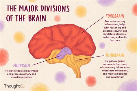 Divisions of the Brain: Forebrain, Midbrain, Hindbrain