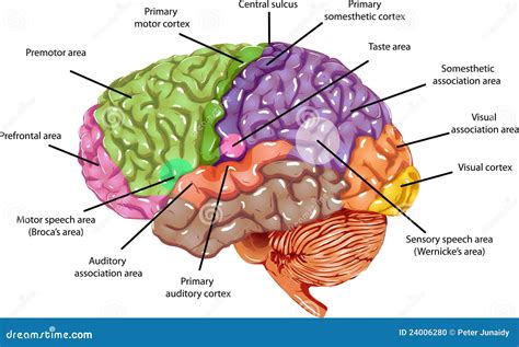 Brain Regions stock illustration. Illustration of cerebellum - 24006280