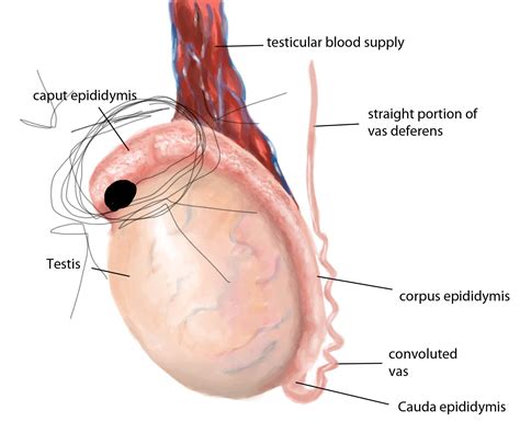 Hello I am wondering if this could be a sign of testicular cancer? I drew where the lump is in ...
