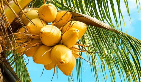 Benefits of Coconut trees | Coconut blossom | Coconut Indonesia