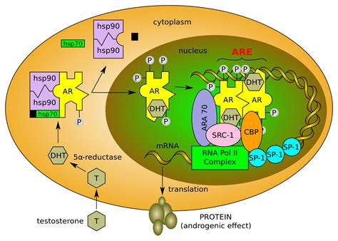 Understanding the Androgen Receptor – IronMag Bodybuilding &amp; Fitness Blog