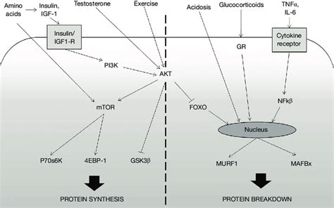 Simple depiction of muscle protein synthesis and breakdown pathways. On ...