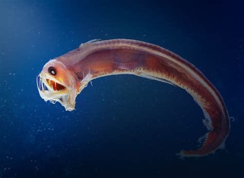 Monsters or masters of the deep sea? - Australian Geographic