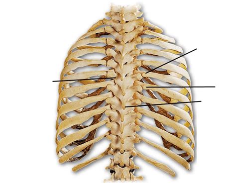 BIOL 162: Thoracic cage labeling (posterior view) Quiz