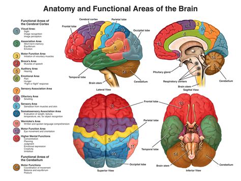 Human Brain