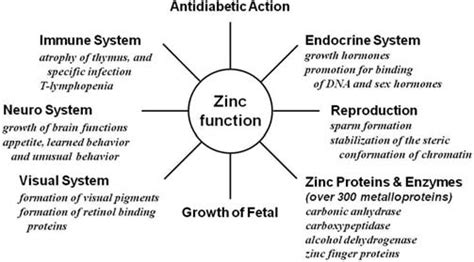 Physiological roles of zinc. | Download Scientific Diagram