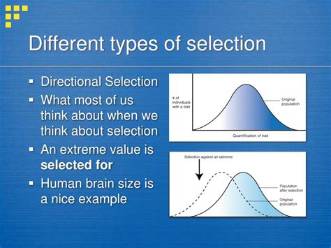 Definition Of Selection The Selection Definitions