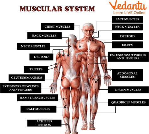 Human Muscle Diagram For Kids