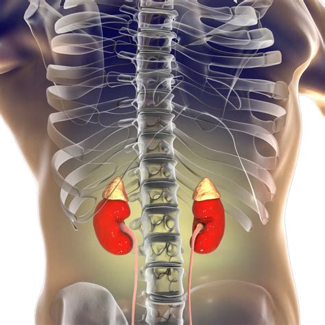 Anatomy Of The Human Body Kidney
