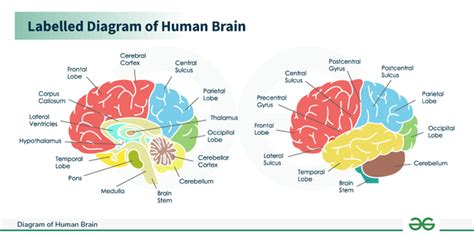 Diagram of Human Brain - GeeksforGeeks