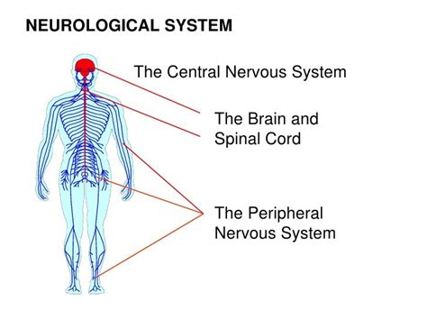 Neuromuscular System