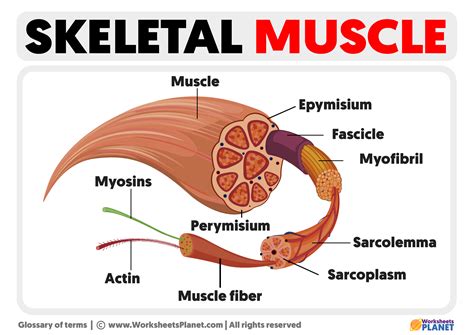 Parts of a Skeletal Muscle