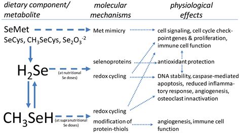 Nutrients | Free Full-Text | Selenium in Bone Health: Roles in Antioxidant Protection and Cell ...
