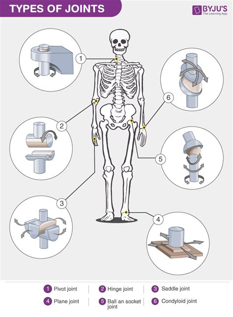 Types Of Synovial Joints Table