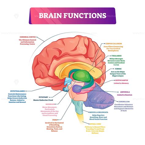 Labeled Brain Diagrams And Functions Brain Diagram