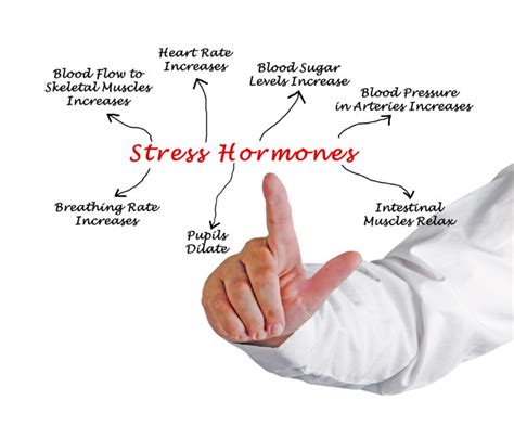Stress Hormones and the Implications for Memory - RE:mind