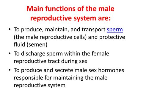 SOLUTION: Male reproductive system - Studypool