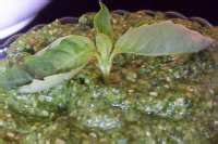 Zesto Pesto Recipe - Food.com