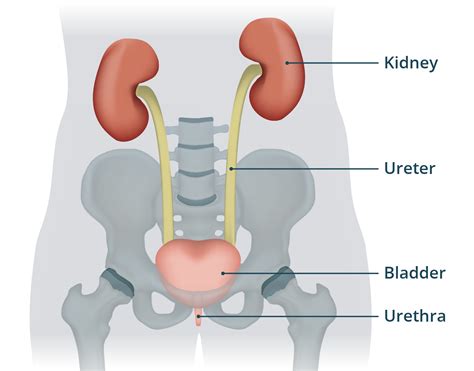 Symptoms Of A Bladder Infection And When To Seek Help | Remedy Uk