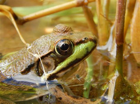 Download Cute Frog Emerging From Water Wallpaper | Wallpapers.com