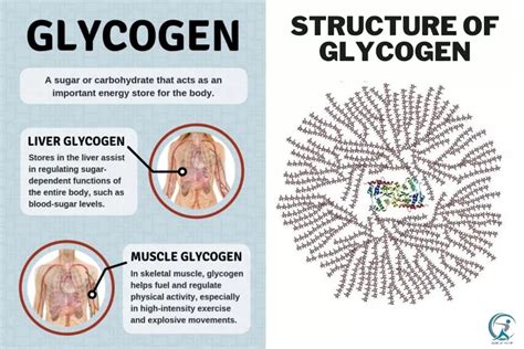 What is the Role of Glycogen? - Gear Up to Fit
