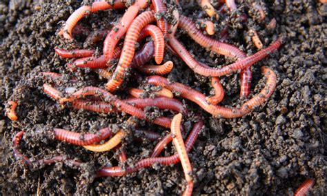 The science of worm watching | LearnEnglish Teens - British Council