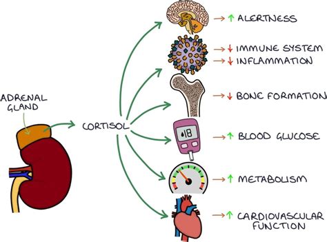 Cortisol and the Adrenal Axis – Zero To Finals