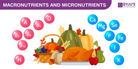 Which micronutrients boost male testosterone naturally for performance and vitality?