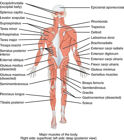 Basic Anatomy &amp; Physiology of the Musculoskeletal System – Medical Terminology: An Interactive ...