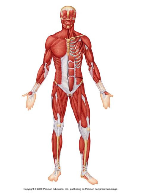 Human Muscle Anatomy Labeled Diagrams