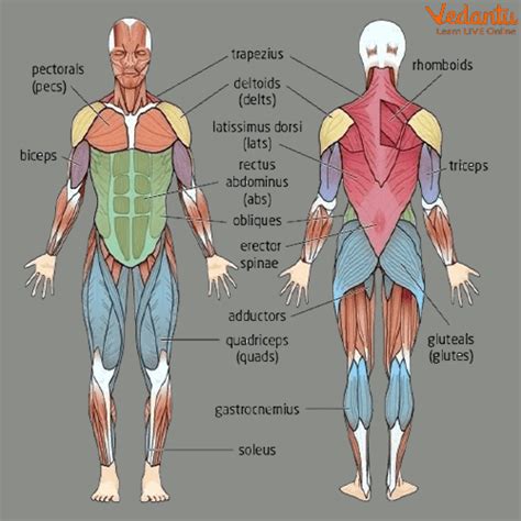 Muscular System for Kids: Definition, Facts & Examples Explained