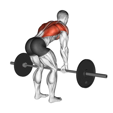 Barbell Row Arnold
