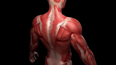 Muscle Anatomy Wallpapers - Top Free Muscle Anatomy Backgrounds ...