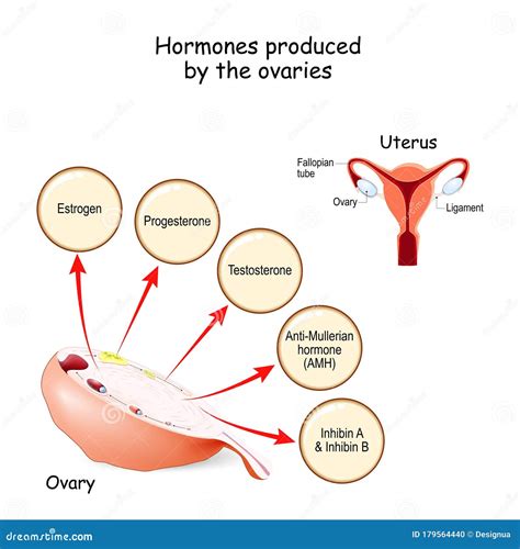 Hormones Produced by the Ovaries. Human Endocrine System Stock Vector ...