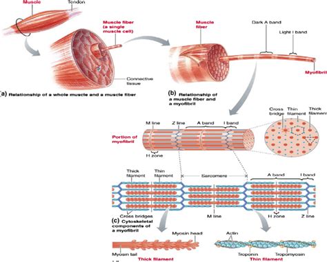 Striated Muscles - Definition , Structure, Types , Functions - CBSE ...