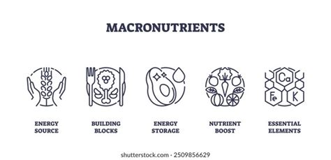 34 Balanced Plate Macronutrients Royalty-Free Images, Stock Photos ...