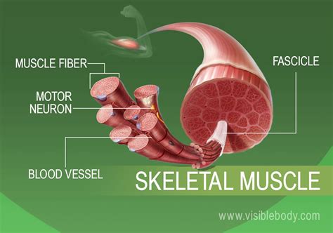 Muscle Tissue Types | Learn Muscular Anatomy