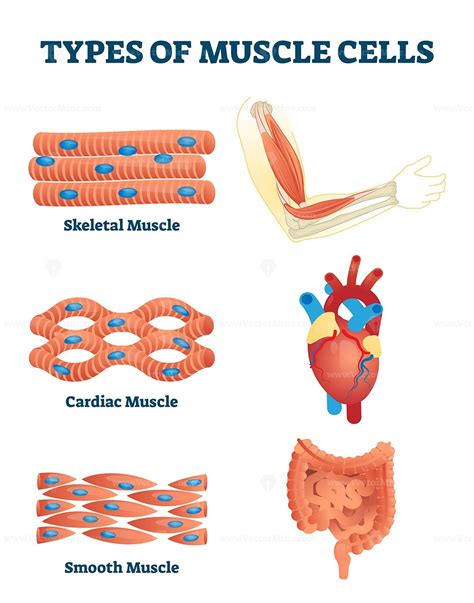 Types of muscle cells vector illustration | Уроки биологии, Обучение ...
