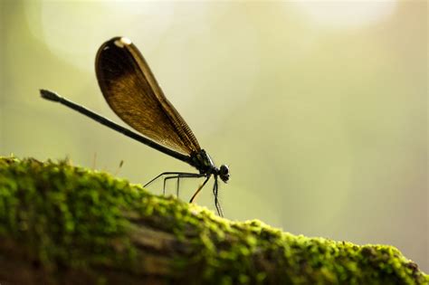 Everything You Need to Know About Macro Photography - Focusing