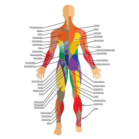 Detailed Illustration of Human Muscles. Exercise and Muscle Guide. Gym ...