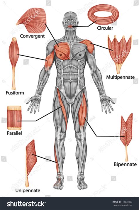 Muscles Anterior Full Body Diagram - Human Muscles Diagram Labeled ...
