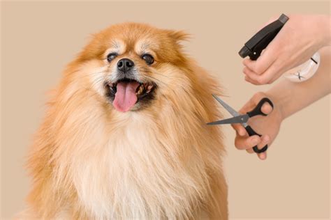 The Benefits of Regular Grooming | Neat Paws